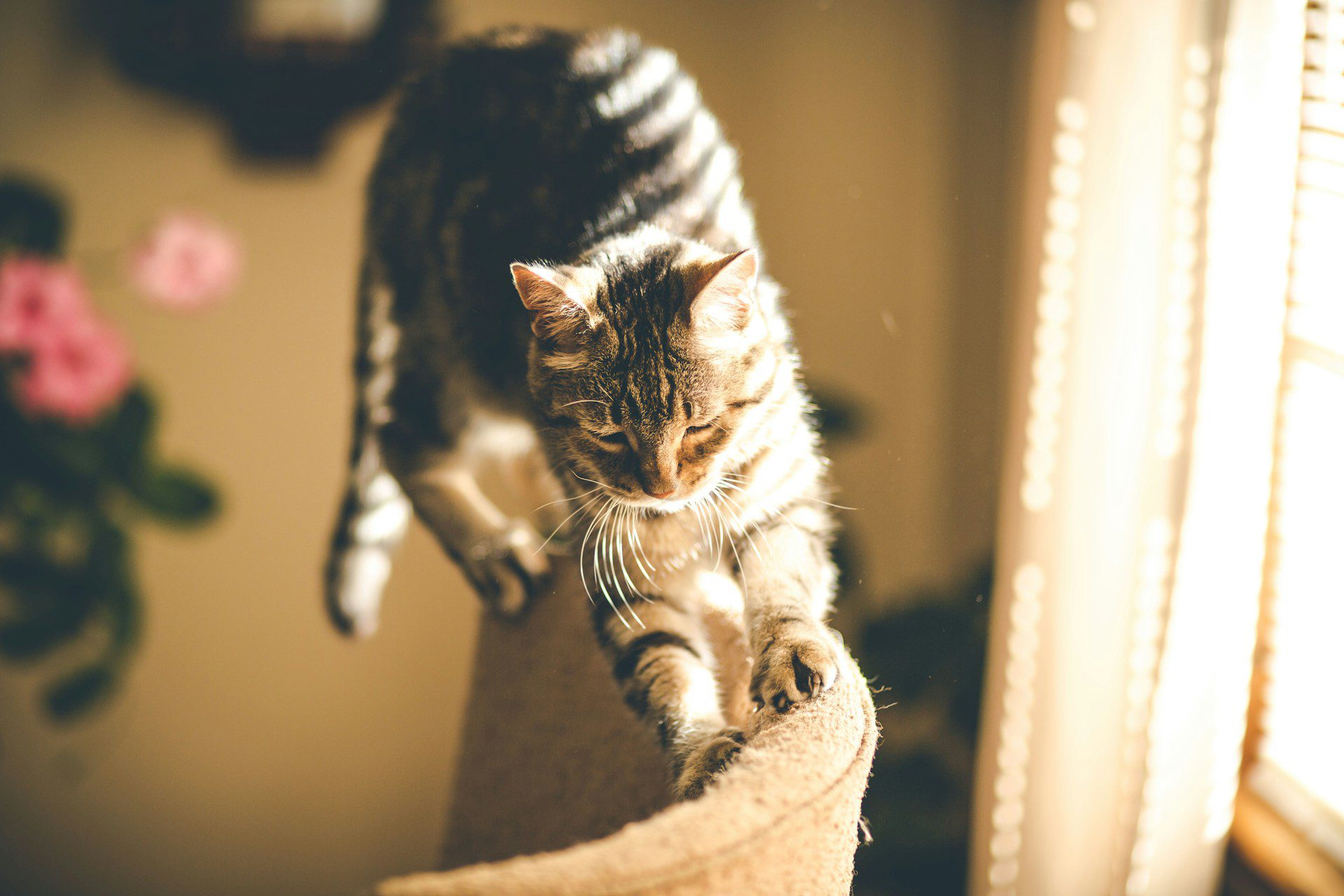 Cat scratching sofa